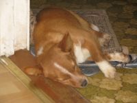 Miegantis šuniukas ant šlepečių